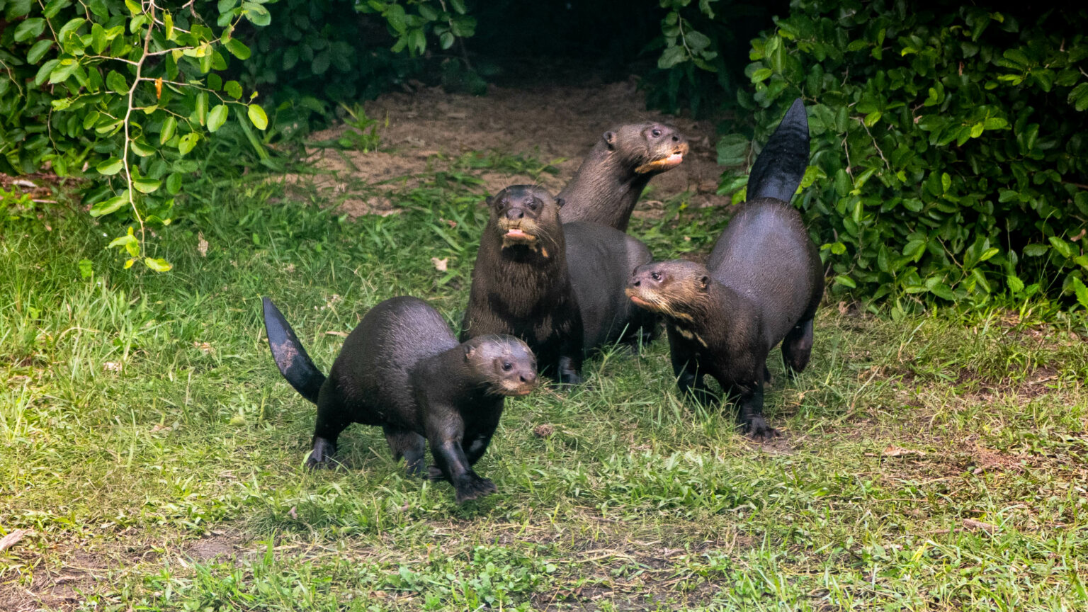 🦦 Histórico: una familia de nutrias gigantes vuelve a la Argentina tras 40 años de ausencia