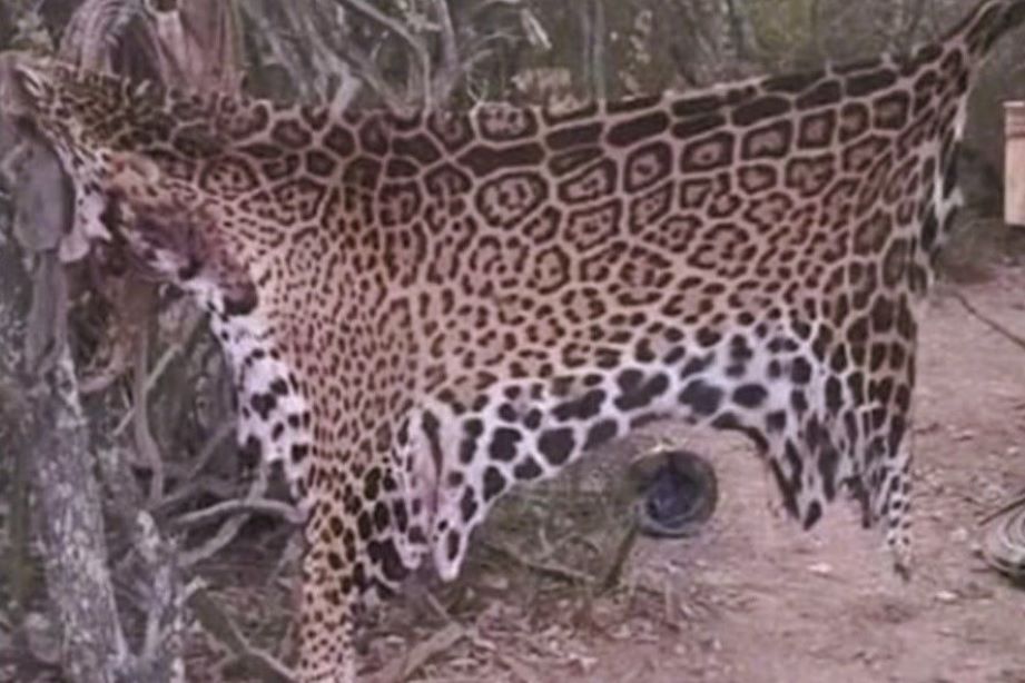 🐆 Mataron a un yaguareté en Formosa y fueron condenados: la historia detrás de un crimen contra una especie en peligro