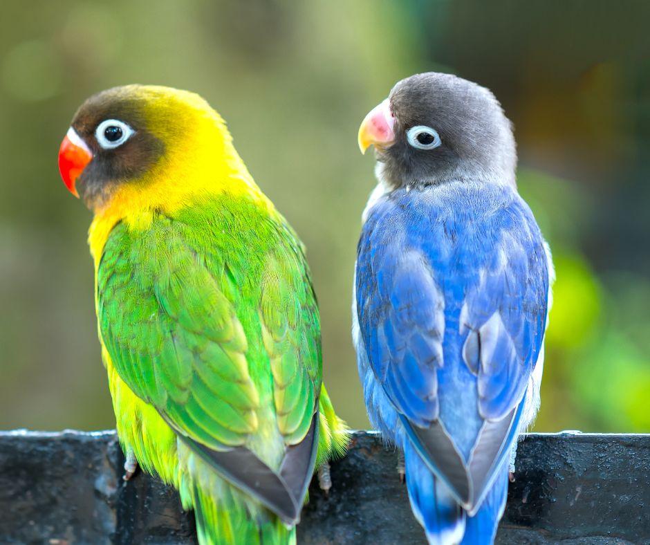 Imagen de Agapornis