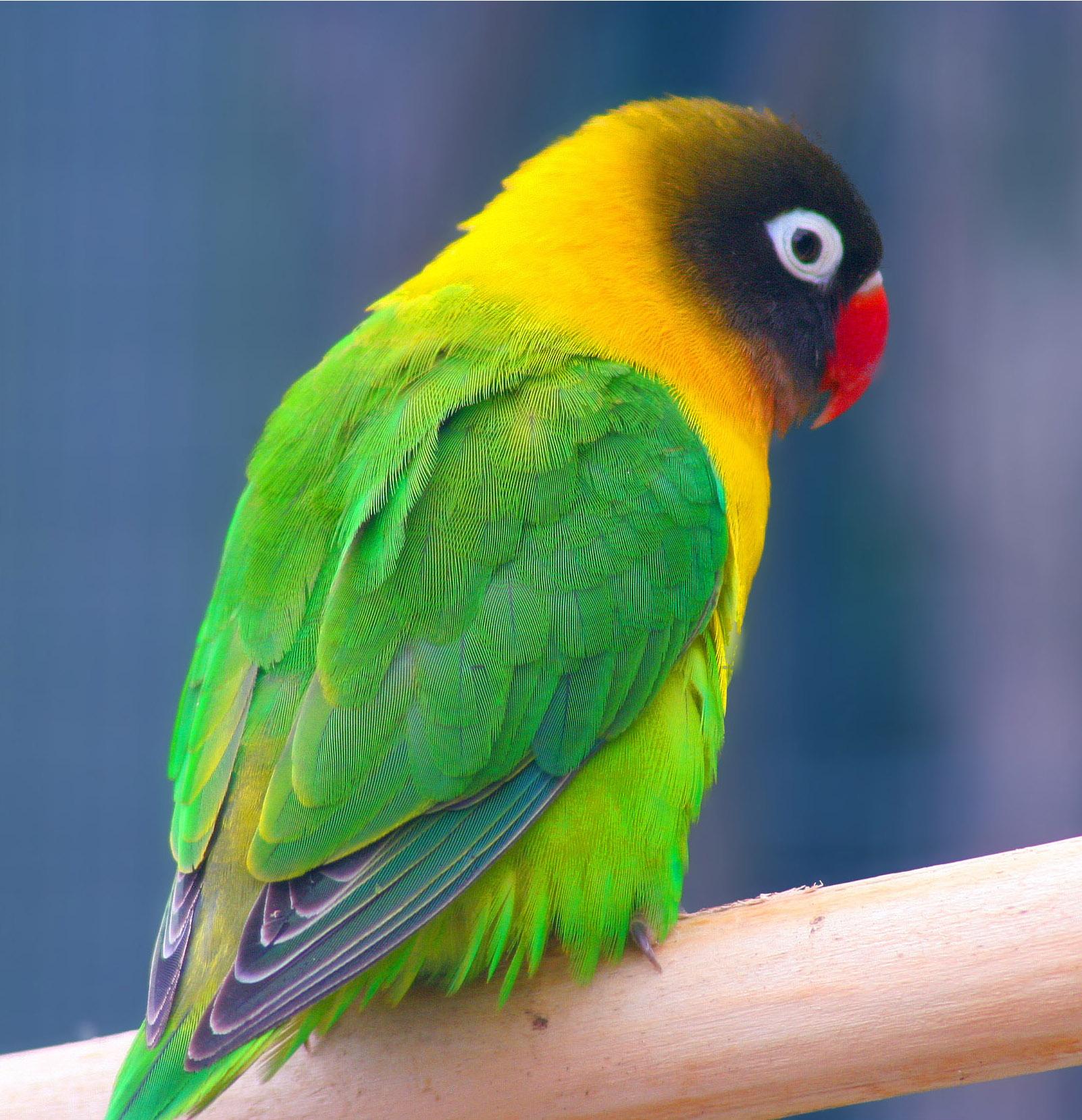 Imagen de Agapornis