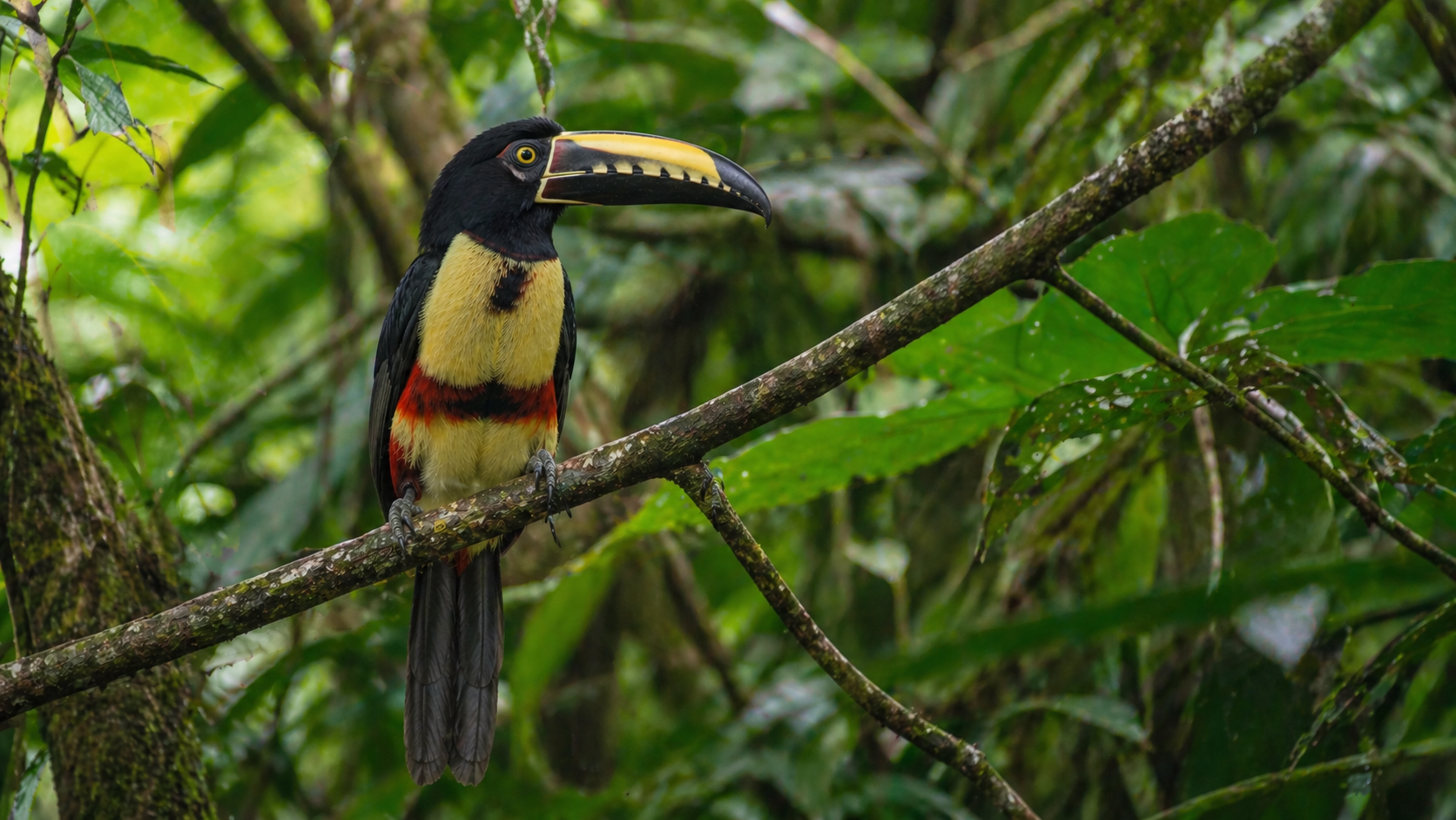 Imagen de Aracari (Tucancillo)