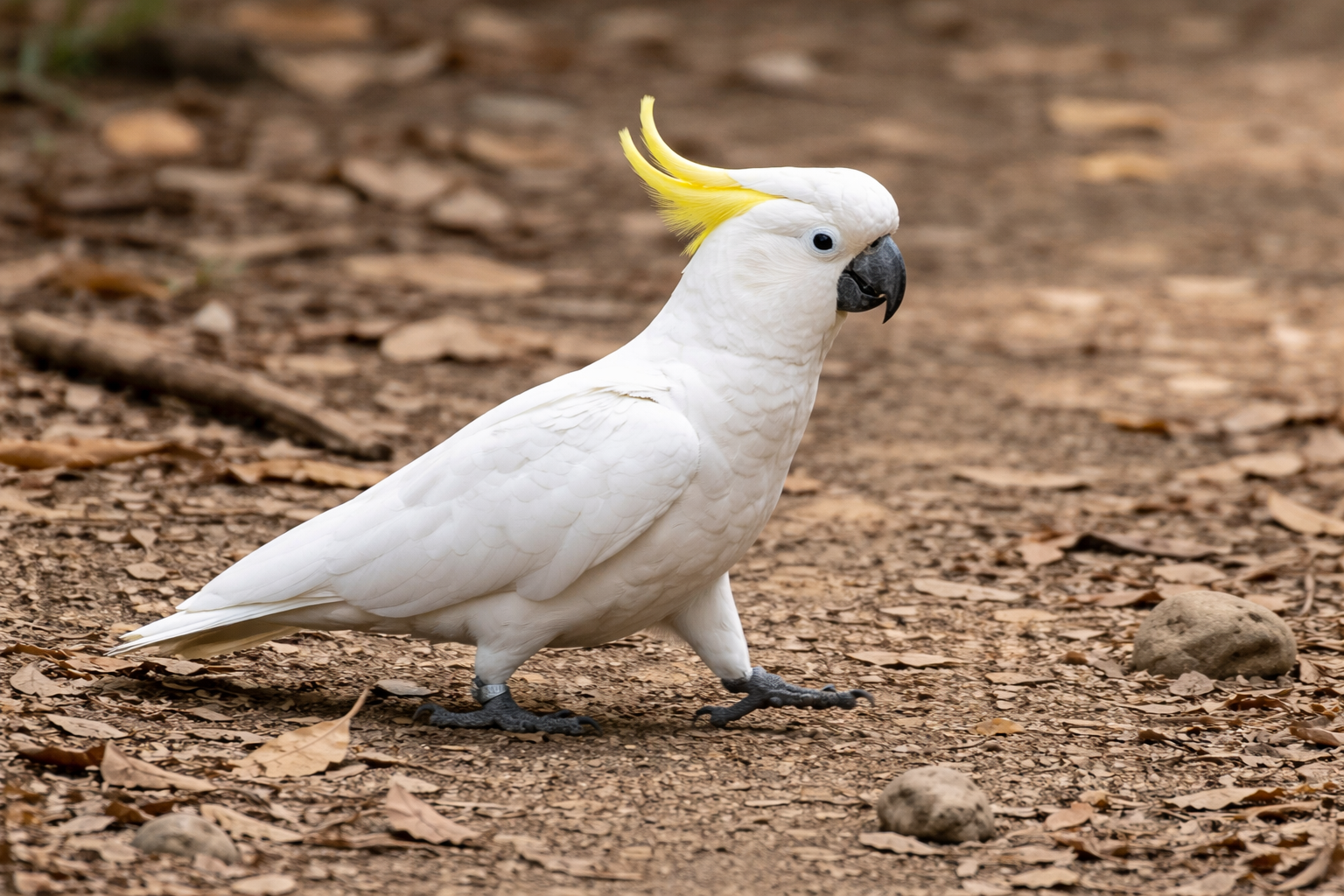 Imagen de Cacatúa galerita
