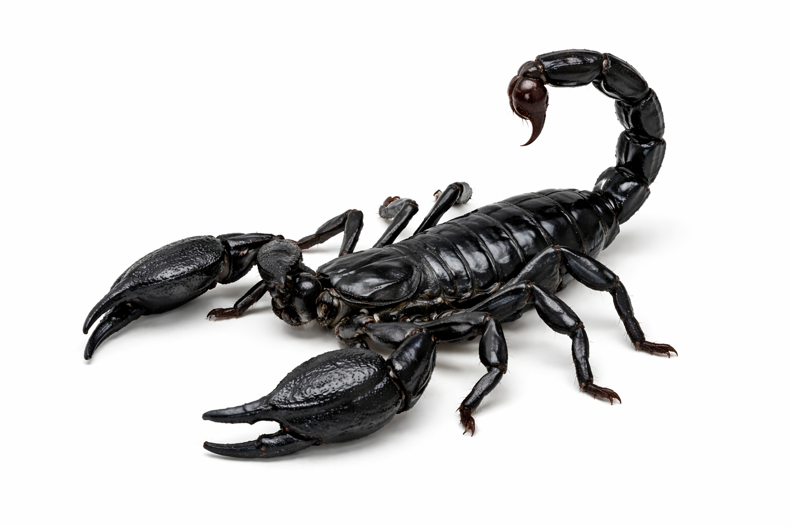 Escorpión Emperador