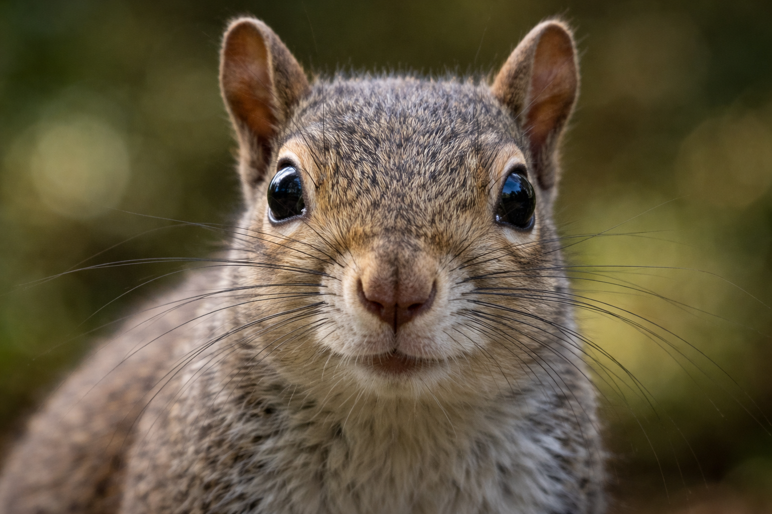 Imagen de Ardilla Gris