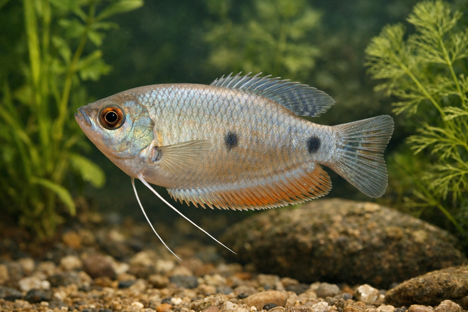 Gourami Azul