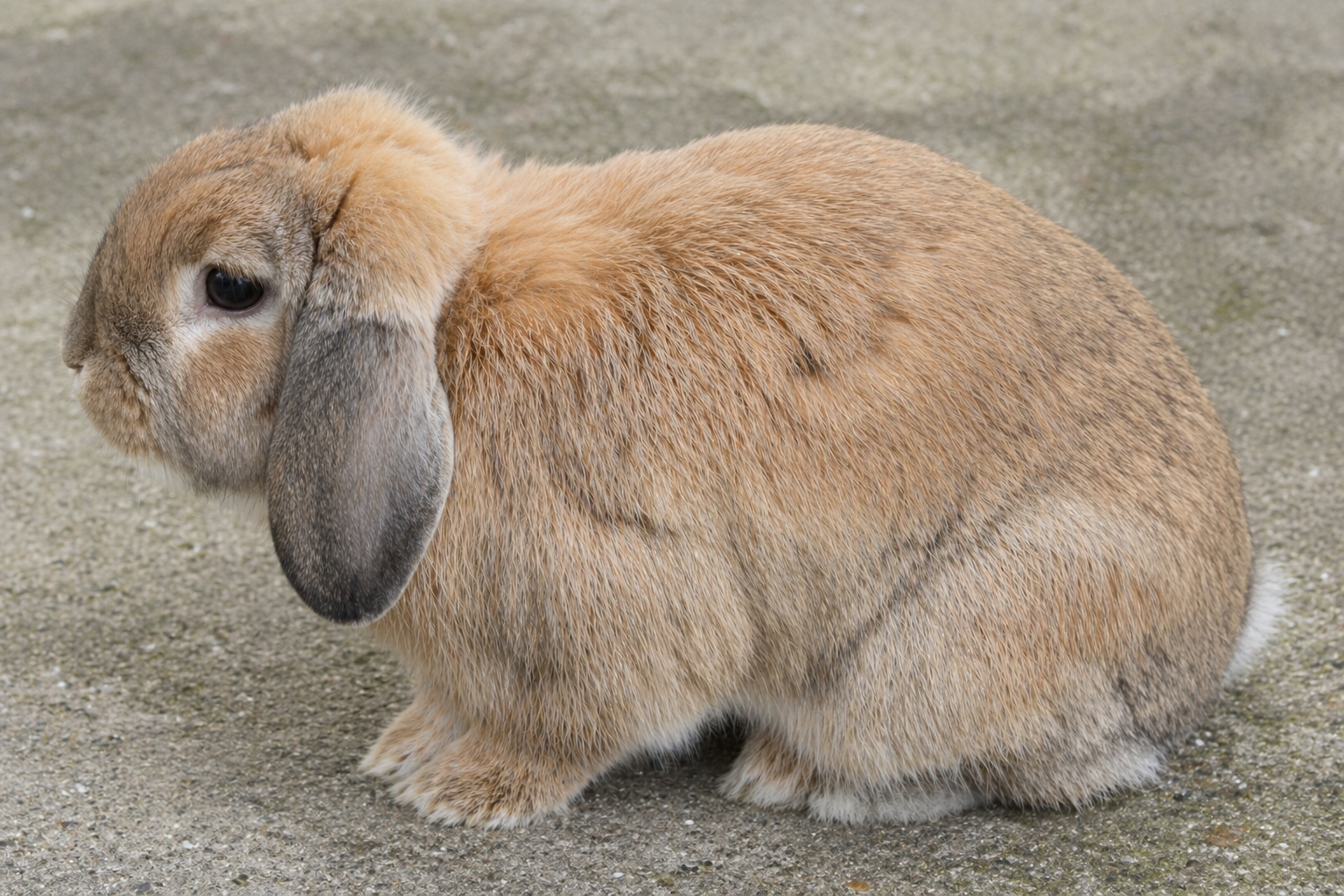 Imagen de Holland Lop