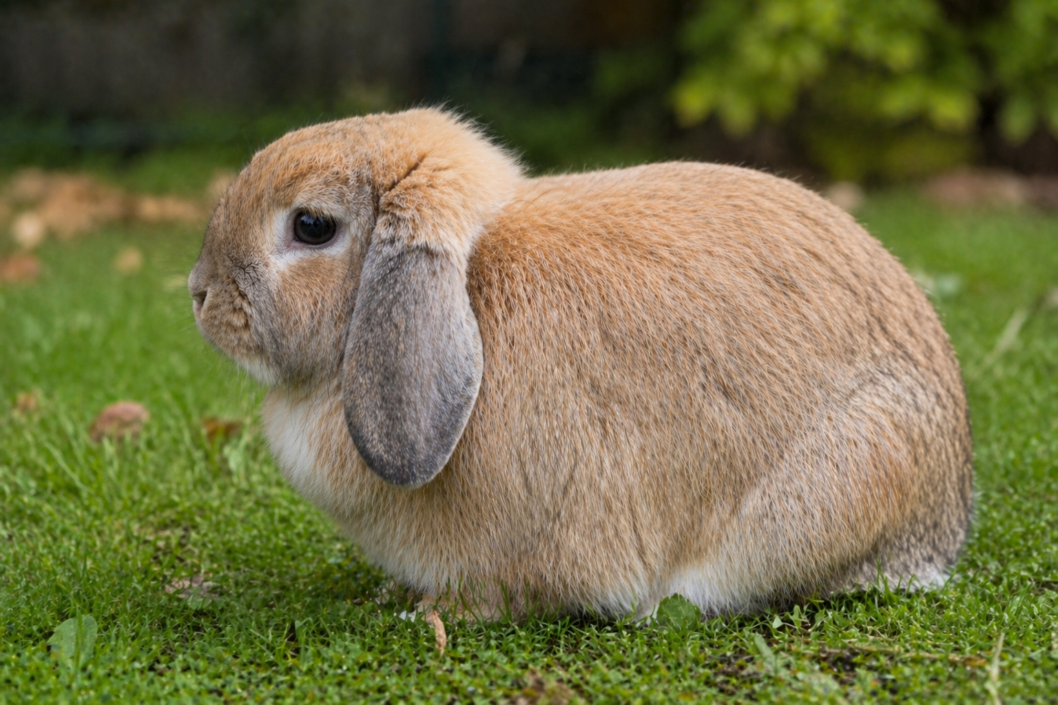 Imagen de Holland Lop