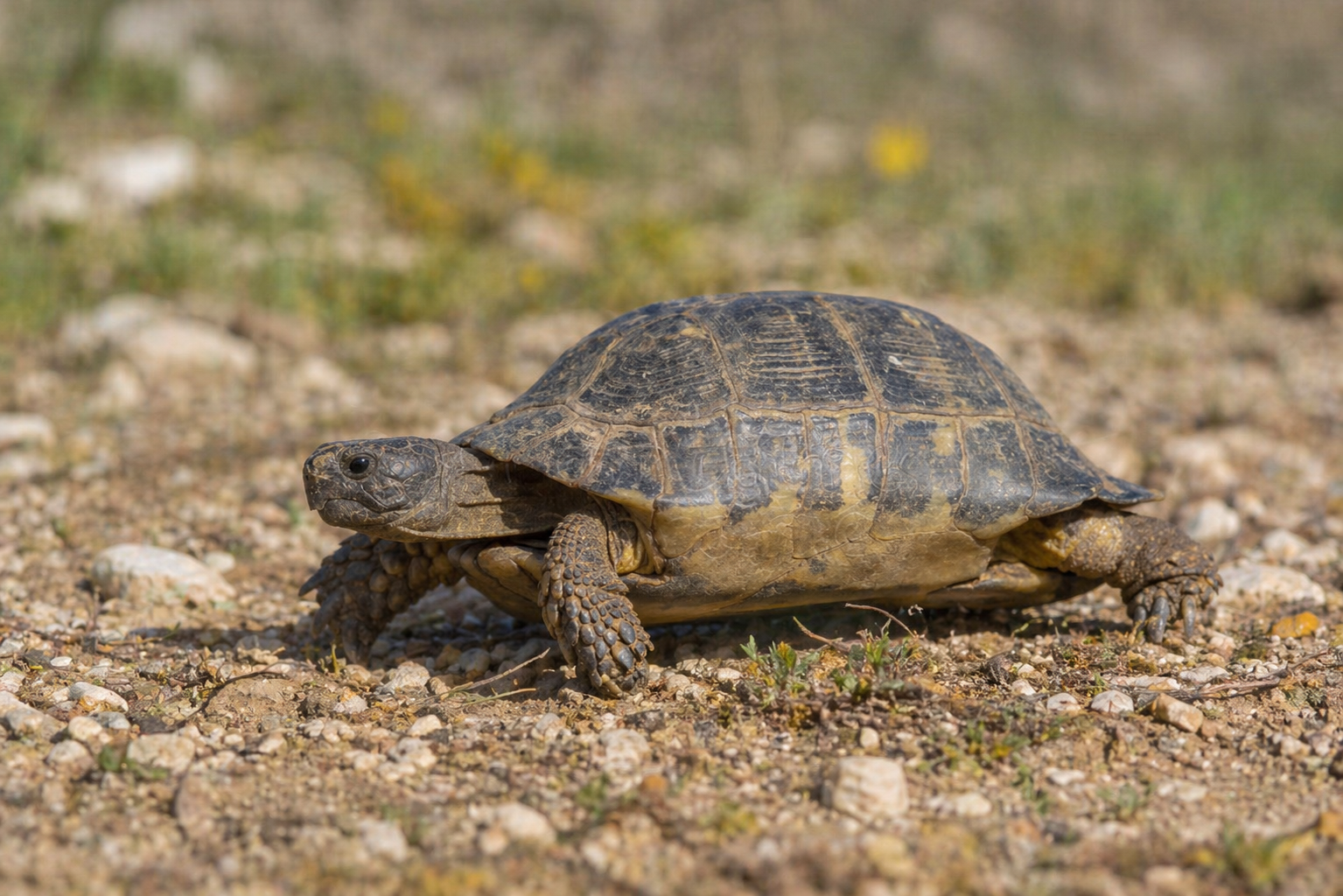 Imagen de Tortuga Marginada