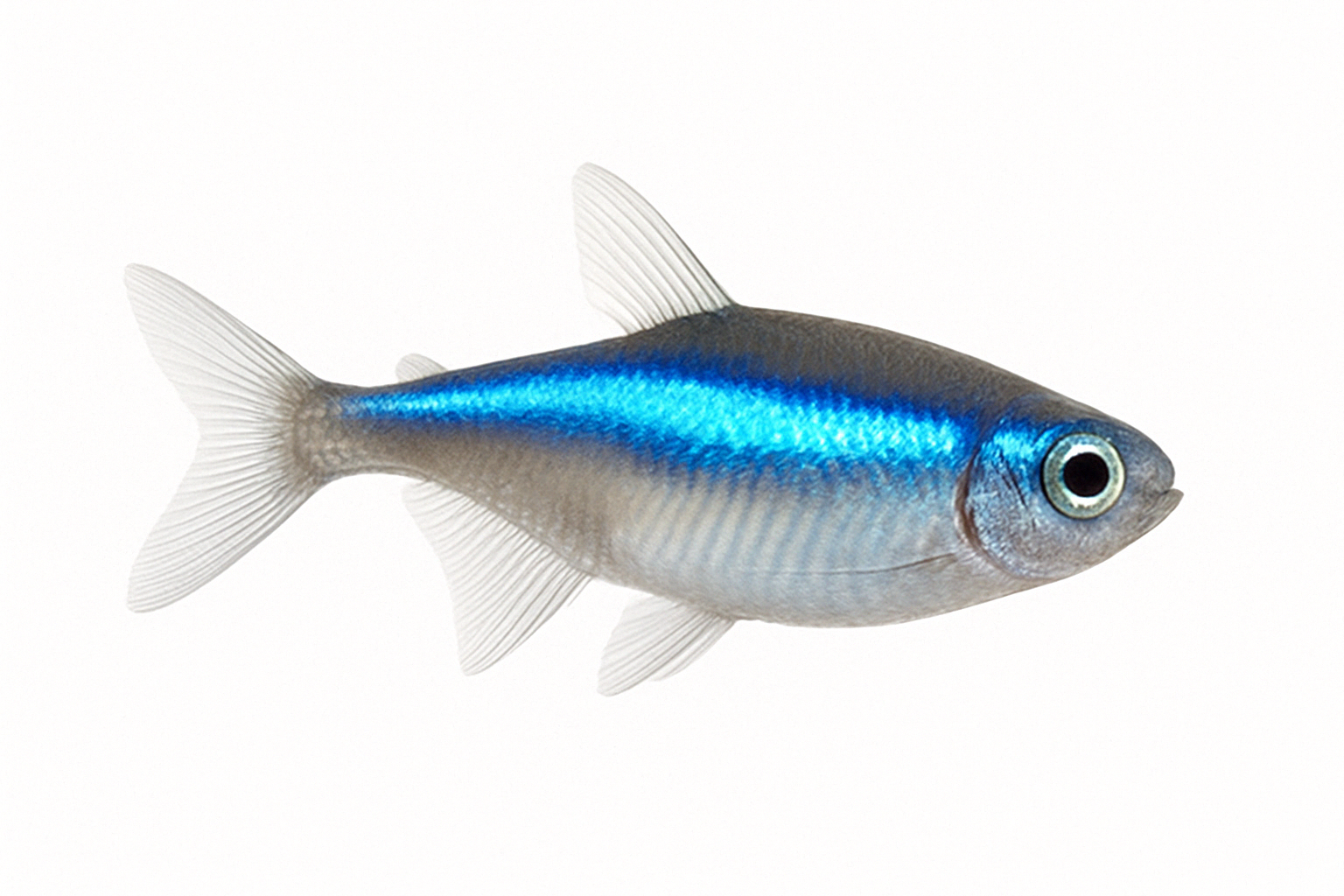 Tetra Neón