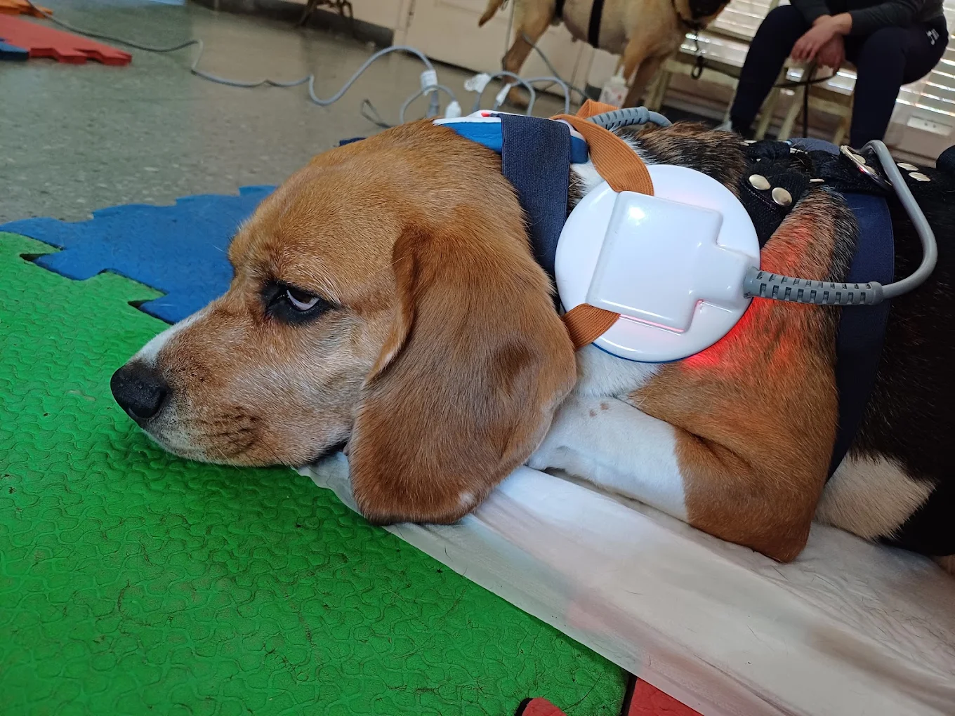 Foto secundaria de Equivets - Fisioterapia Veterinaria